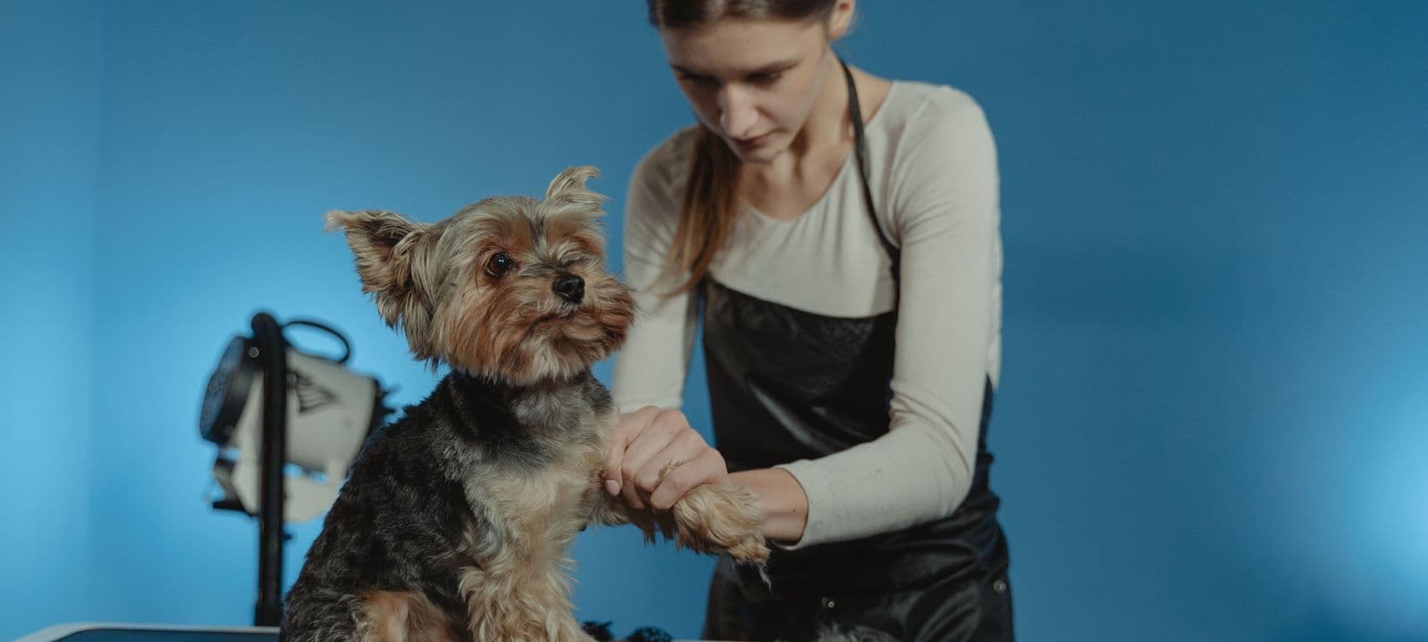A groomer drying a small dog on a grooming table